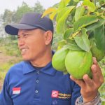 Mustakim, warga Airsugihan-OKI, memilih menutup lembaran lama dan menanam harapan baru lewat kebun alpukat alligator.
