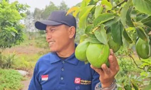 Mustakim, warga Airsugihan-OKI, memilih menutup lembaran lama dan menanam harapan baru lewat kebun alpukat alligator.