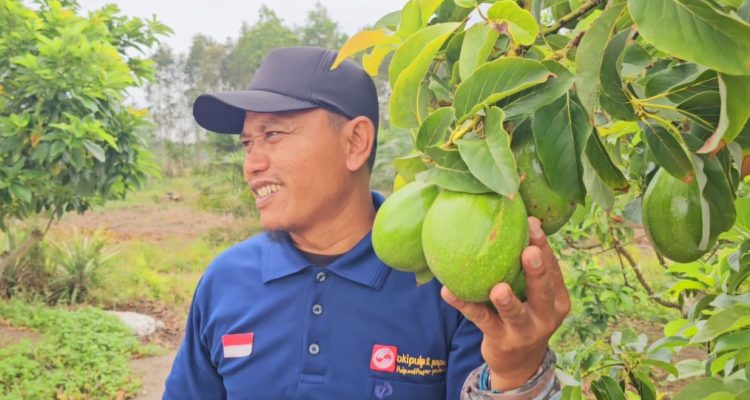 Mustakim, warga Airsugihan-OKI, memilih menutup lembaran lama dan menanam harapan baru lewat kebun alpukat alligator.