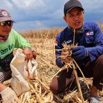 Petani Desa Jadi Mulya membuktikan, metode tanpa bakar mampu hasilkan lahan subur dan panen melimpah.