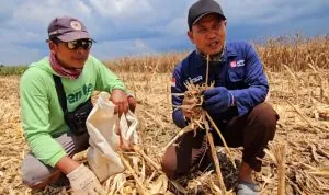 Petani Desa Jadi Mulya membuktikan, metode tanpa bakar mampu hasilkan lahan subur dan panen melimpah.