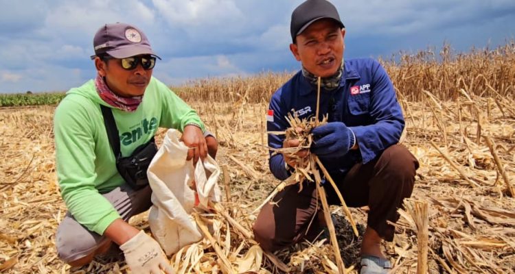 Petani Desa Jadi Mulya membuktikan, metode tanpa bakar mampu hasilkan lahan subur dan panen melimpah.