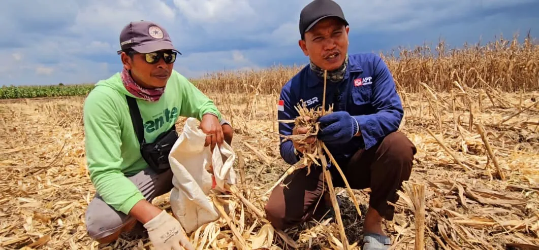 Petani Desa Jadi Mulya membuktikan, metode tanpa bakar mampu hasilkan lahan subur dan panen melimpah. Petani Desa Jadi Mulya membuktikan, metode tanpa bakar mampu hasilkan lahan subur dan panen melimpah.
