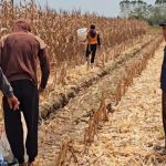 Hasil kerja keras ini jadi bukti nyata komitmen petani Air Sugihan dalam mendukung ketahanan pangan nasional.