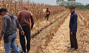 Hasil kerja keras ini jadi bukti nyata komitmen petani Air Sugihan dalam mendukung ketahanan pangan nasional.