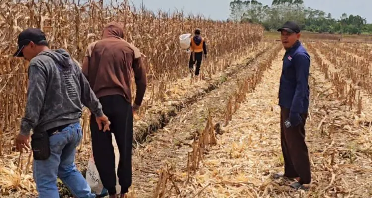 Hasil kerja keras ini jadi bukti nyata komitmen petani Air Sugihan dalam mendukung ketahanan pangan nasional.