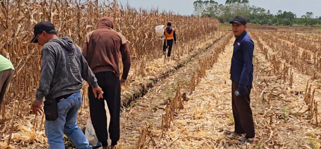 Hasil kerja keras ini jadi bukti nyata komitmen petani Air Sugihan dalam mendukung ketahanan pangan nasional. Hasil kerja keras ini jadi bukti nyata komitmen petani Air Sugihan dalam mendukung ketahanan pangan nasional.