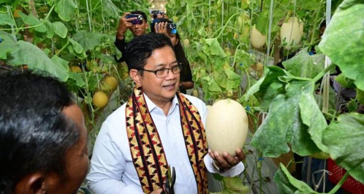 Wakil Menteri Transmigrasi, Viva Yoga Mauladi, saat melakukan Panen Melon di Kabupaten Mesuji, Provinsi Lampung. (foto : transmigrasi.go.id)
