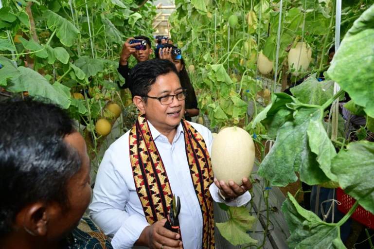 Wakil Menteri Transmigrasi, Viva Yoga Mauladi, saat melakukan Panen Melon di Kabupaten Mesuji, Provinsi Lampung. (foto : transmigrasi.go.id) Wakil Menteri Transmigrasi, Viva Yoga Mauladi, saat melakukan Panen Melon di Kabupaten Mesuji, Provinsi Lampung. (foto : transmigrasi.go.id)