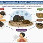Infografis pencegahan virus hanta dari tikus oleh Kemenkes RI.